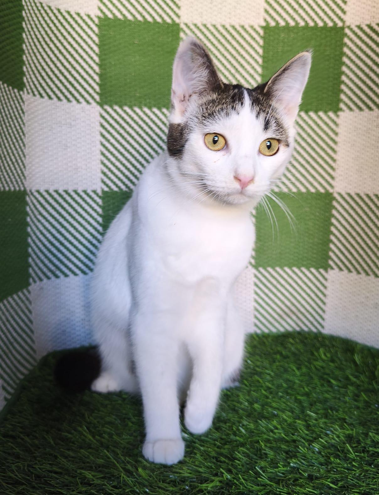 Enlarge Gilbert, a ADOPTABLE Domestic Short Hair in San Diego, CA image 4/5