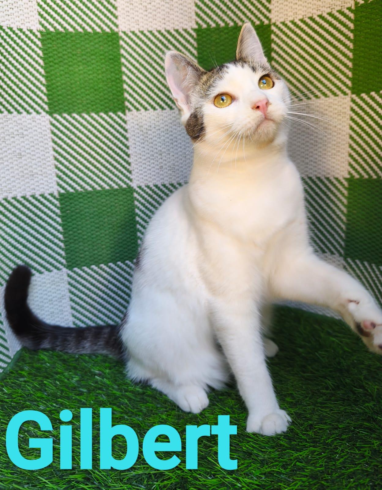 Enlarge Gilbert, a ADOPTABLE Domestic Short Hair in San Diego, CA image 1/5