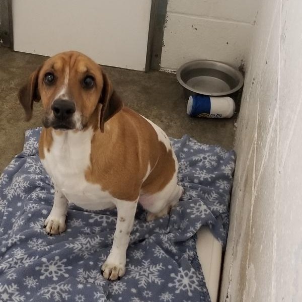 WILLOUGHBY, Adoptable, Young Male Beagle.