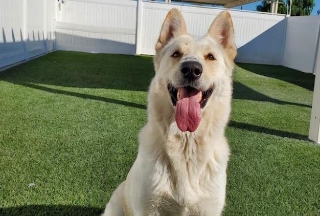 Obi, Adoptable, Adult Male German Shepherd Dog.