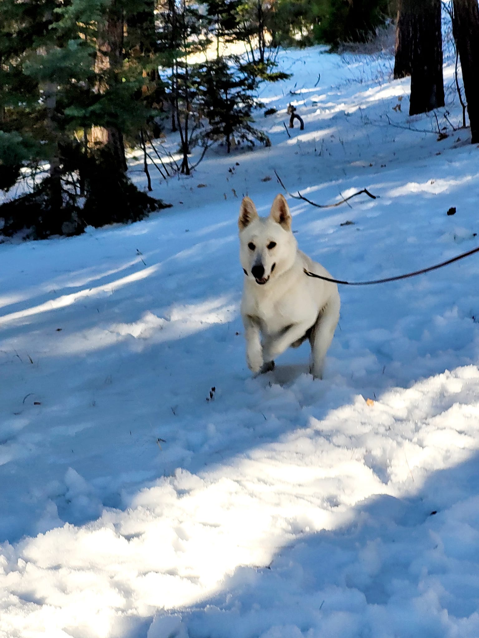 Obi, a Adoptable German Shepherd Dog in Newport Beach, CA image 2/5