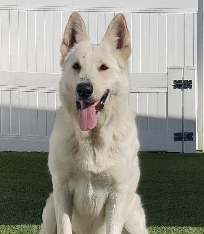 Obi, a Adoptable German Shepherd Dog in Newport Beach, CA image 3/5