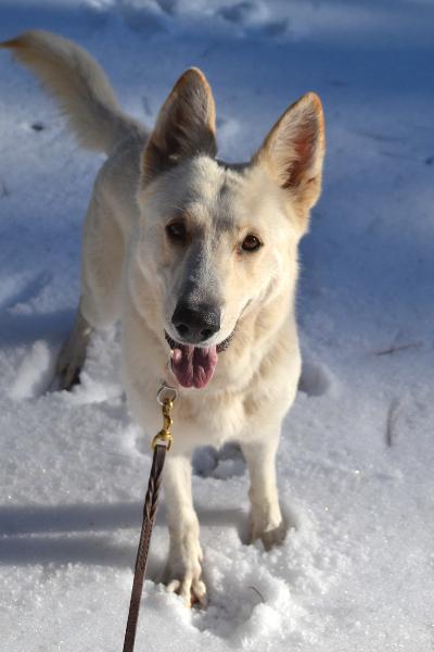 Obi, a Adoptable German Shepherd Dog in Newport Beach, CA image 4/5