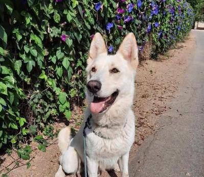 Obi, a Adoptable German Shepherd Dog in Newport Beach, CA image 5/5