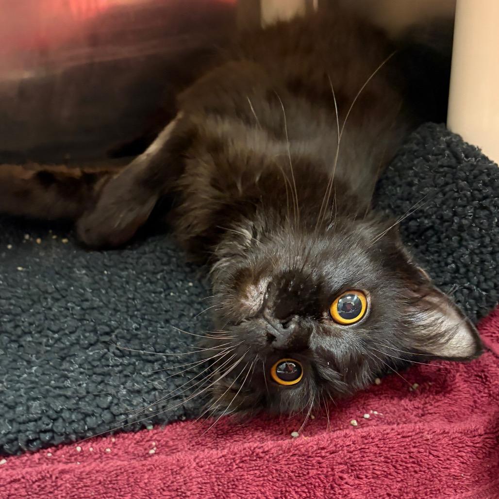 Carnelian-in foster, Adoptable, Young Male Domestic Short Hair.