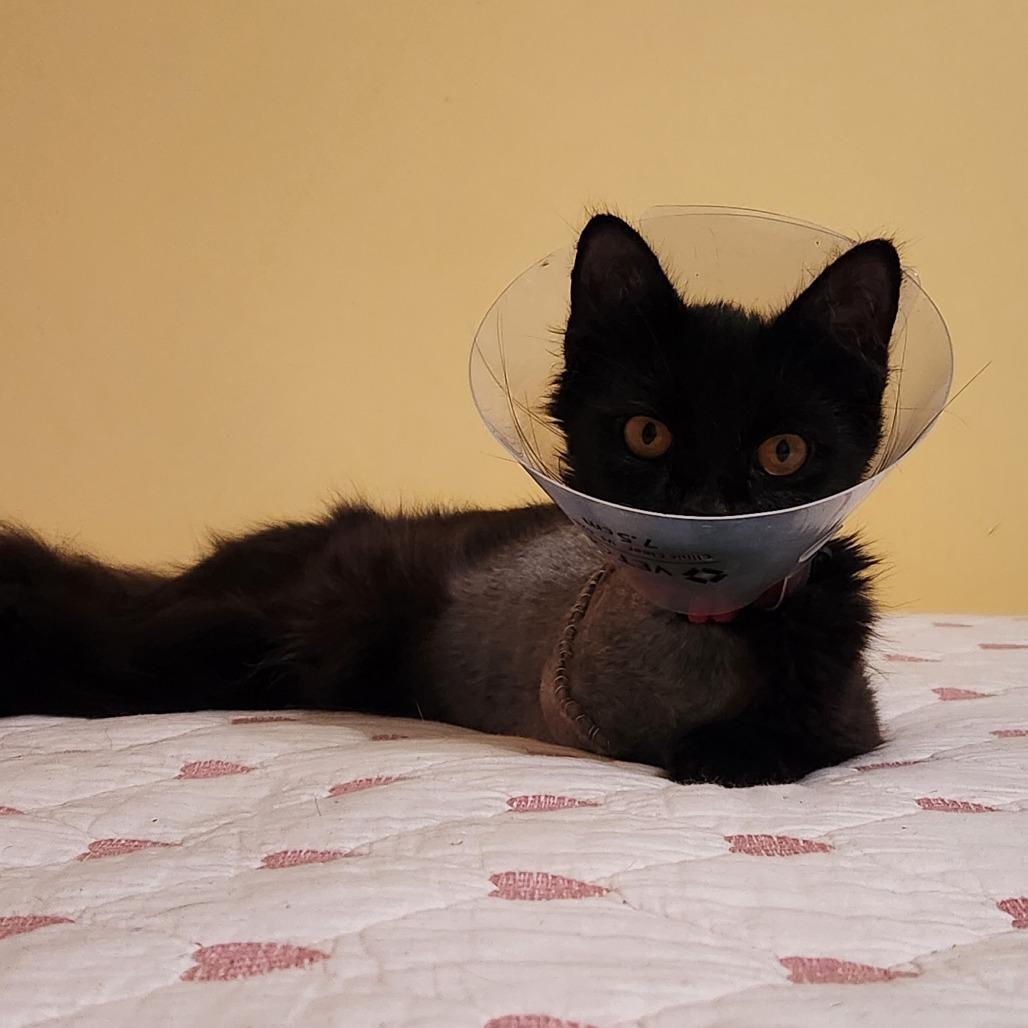 Enlarge Carnelian-in foster, a Adoptable Domestic Short Hair in Springfield, MA image 2/2