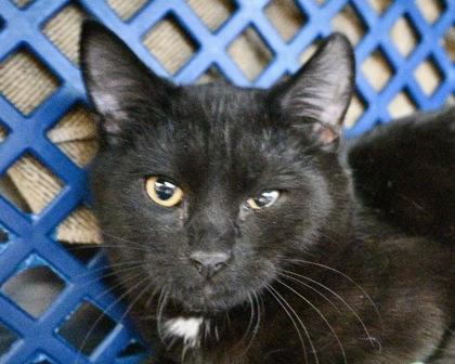 Moonlight, a Adoptable Domestic Short Hair in West Seneca, NY image 1/2