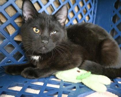 Moonlight, a Adoptable Domestic Short Hair in West Seneca, NY image 2/2