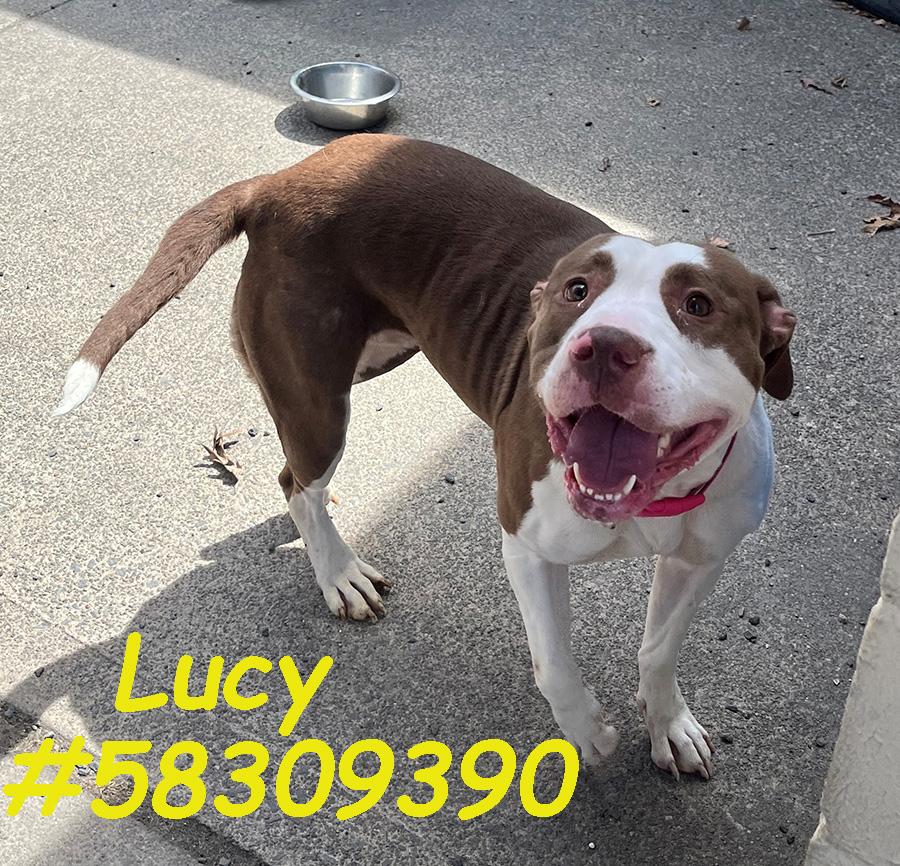 Lucy