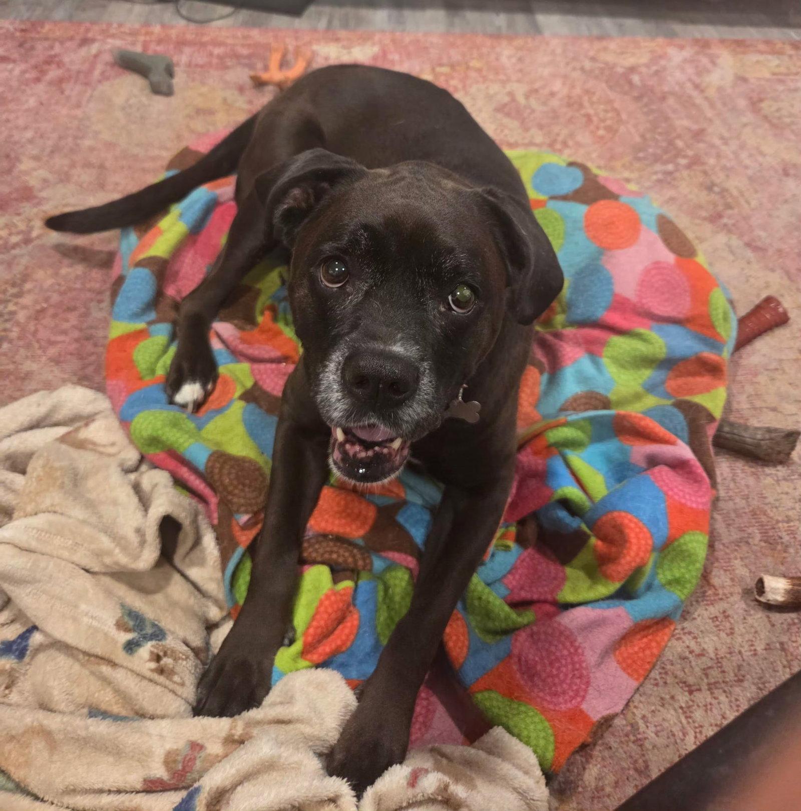 Millie, Adoptable, Adult Female Boxer & Labrador Retriever.