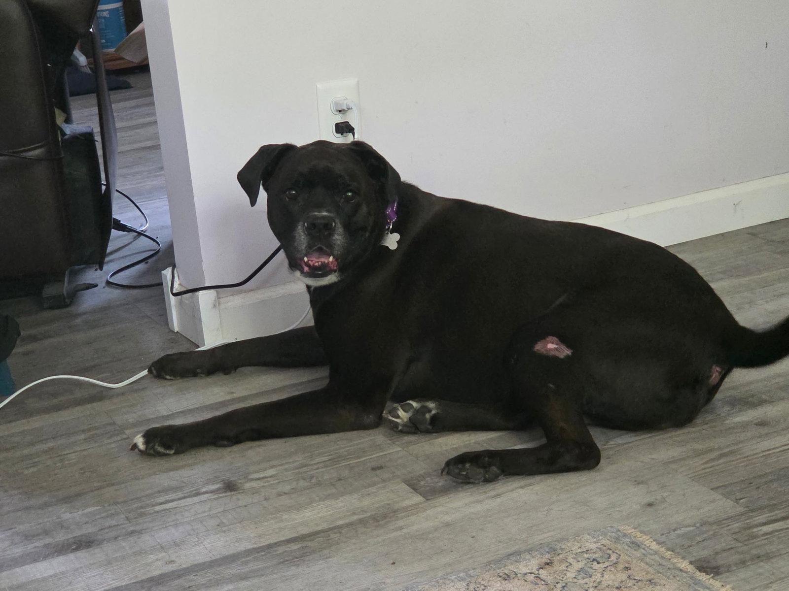 Enlarge Millie, a Adoptable mixed breed in Woodbury, MN image 2/3
