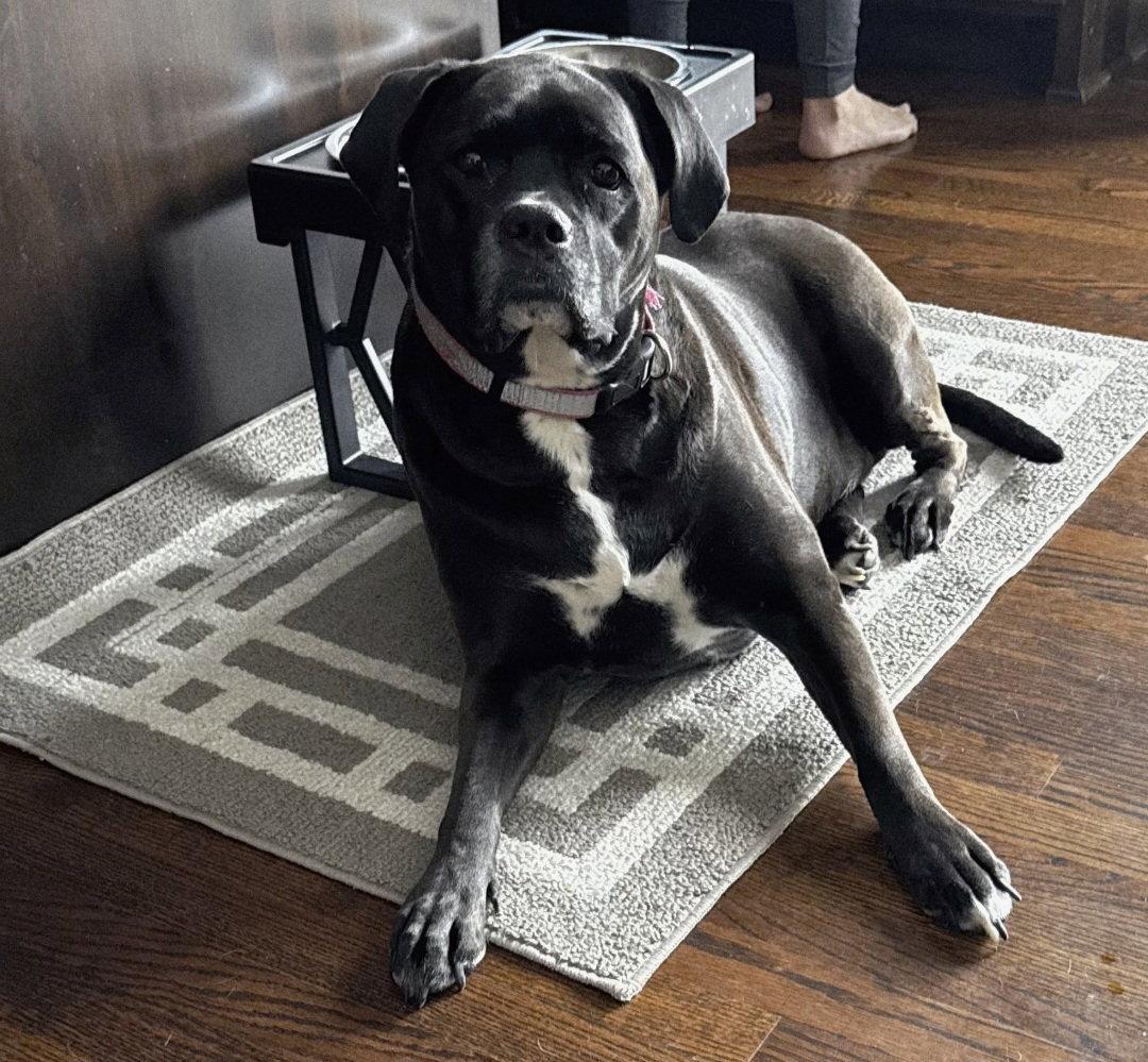 Enlarge Millie, a Adoptable mixed breed in Woodbury, MN image 3/3