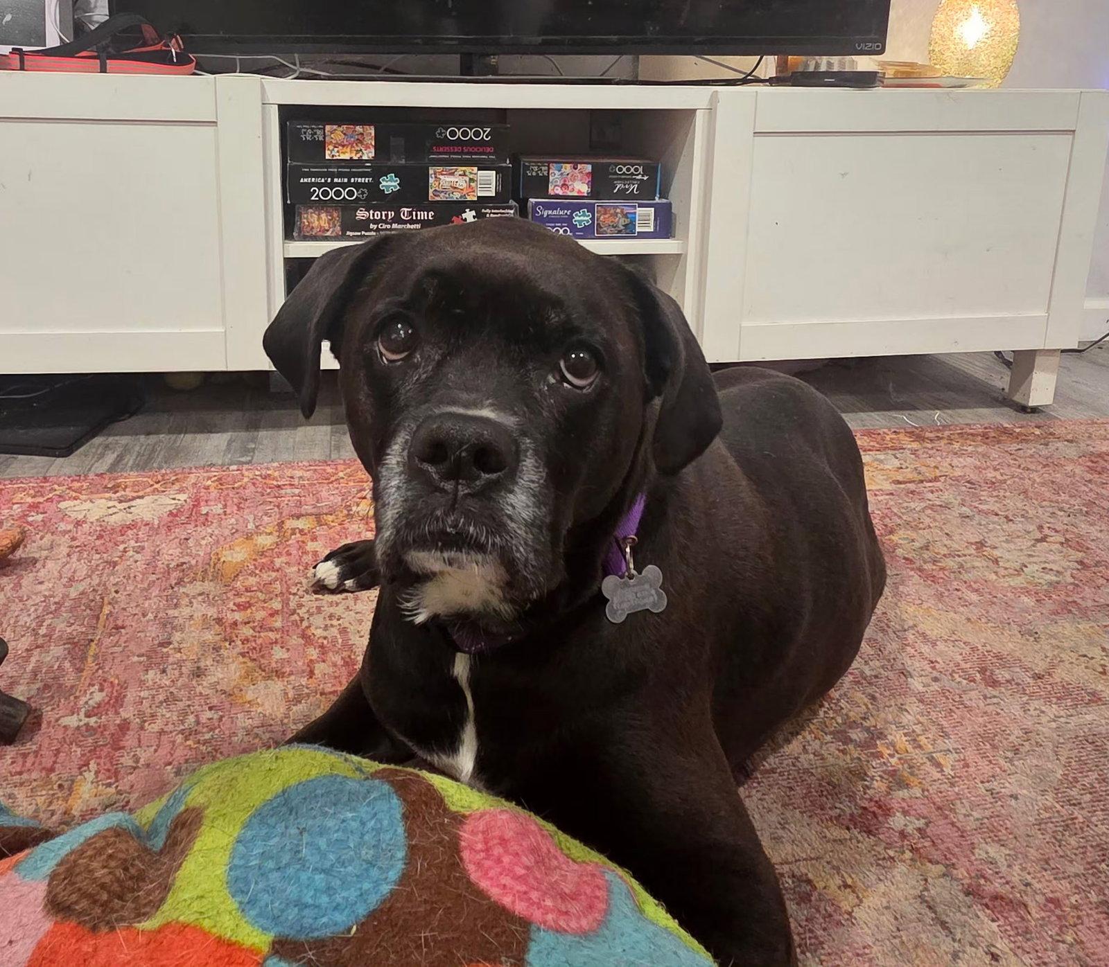 Enlarge Millie, a Adoptable mixed breed in Woodbury, MN image 3/3