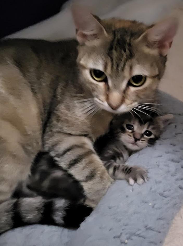 Compass and Channel (Mom and daughter), Adoptable, Kitten Female Bengal & Domestic Short Hair.