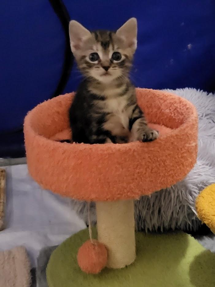 Enlarge Compass and Channel (Mom and daughter), a Adoptable mixed breed in Miami Beach, FL image 3/6