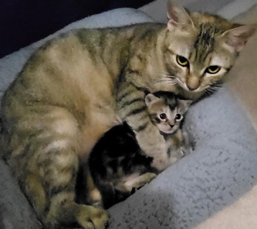 Enlarge Compass and Channel (Mom and daughter), a Adoptable mixed breed in Miami Beach, FL image 6/6