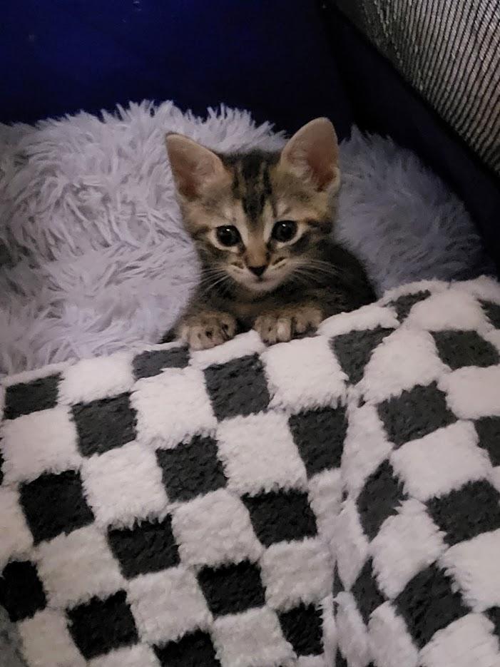 Compass And Channel thumbnail 4