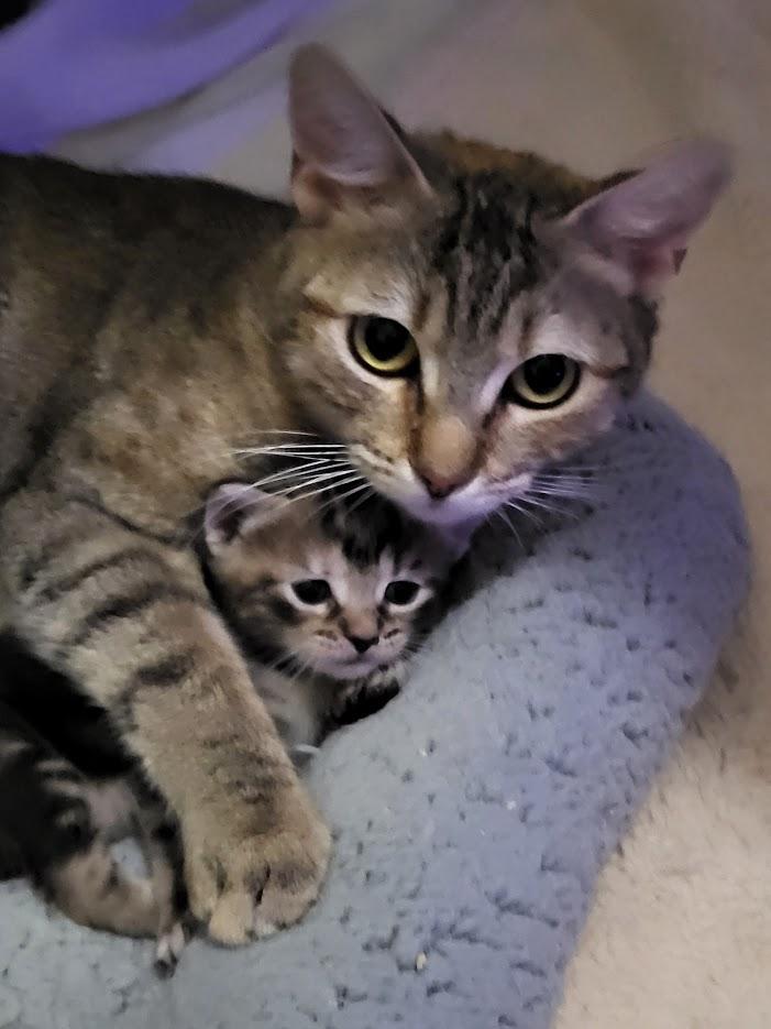 Enlarge Compass and Channel (Mom and daughter), a Adoptable mixed breed in Miami Beach, FL image 4/6