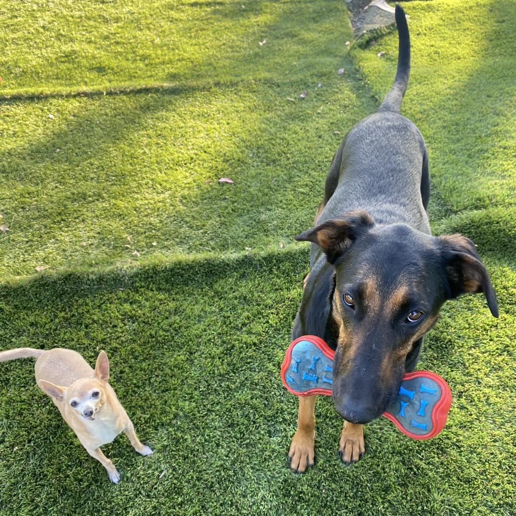Enlarge Tania, a Adoptable Doberman Pinscher in Escondido, CA image 1/5