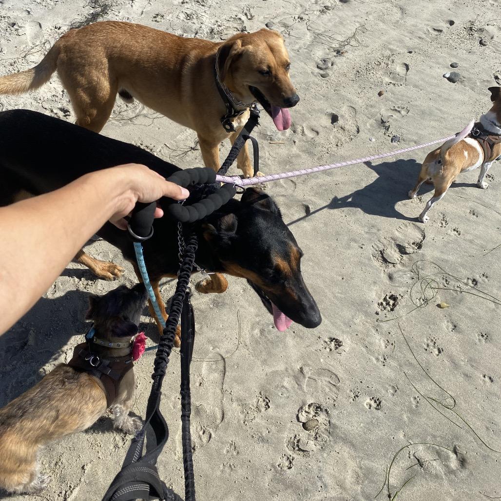 Enlarge Tania, a Adoptable Doberman Pinscher in Escondido, CA image 2/5