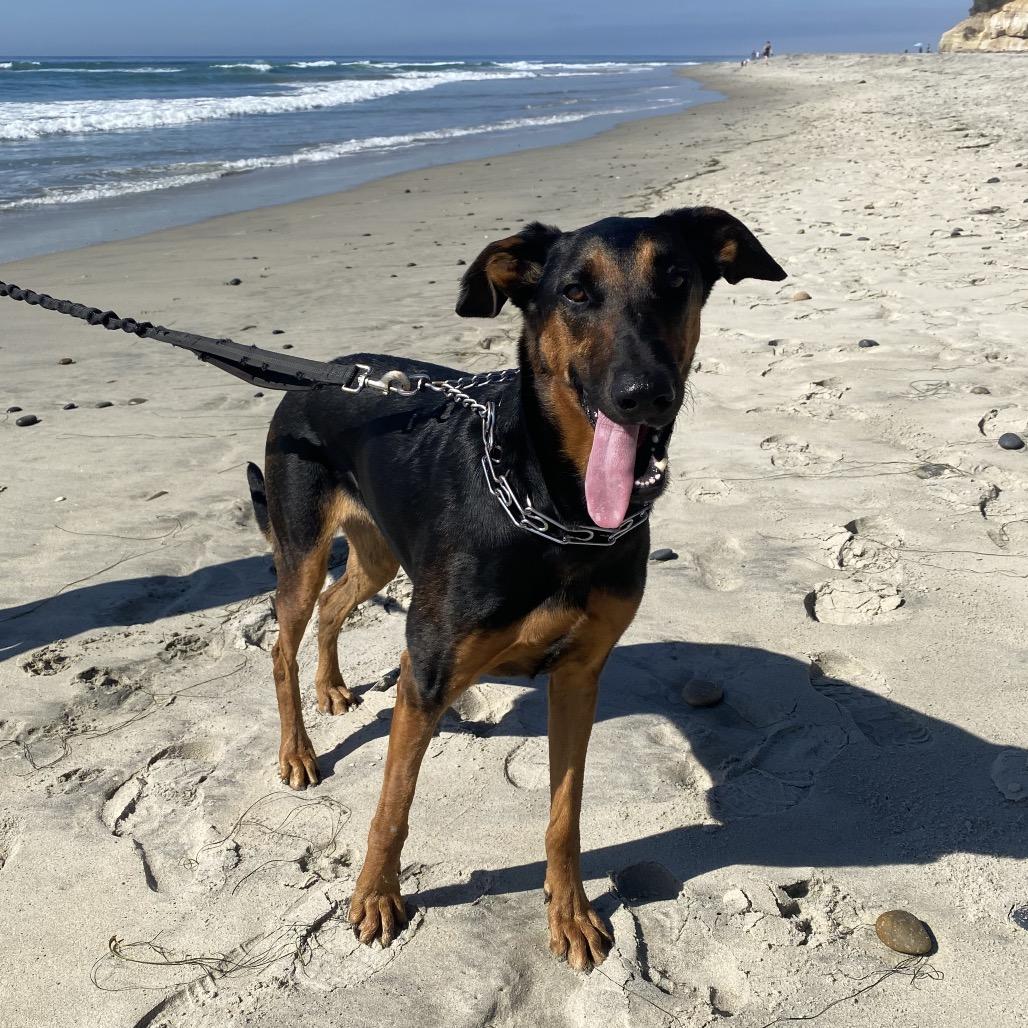 Enlarge Tania, a Adoptable Doberman Pinscher in Escondido, CA image 3/5