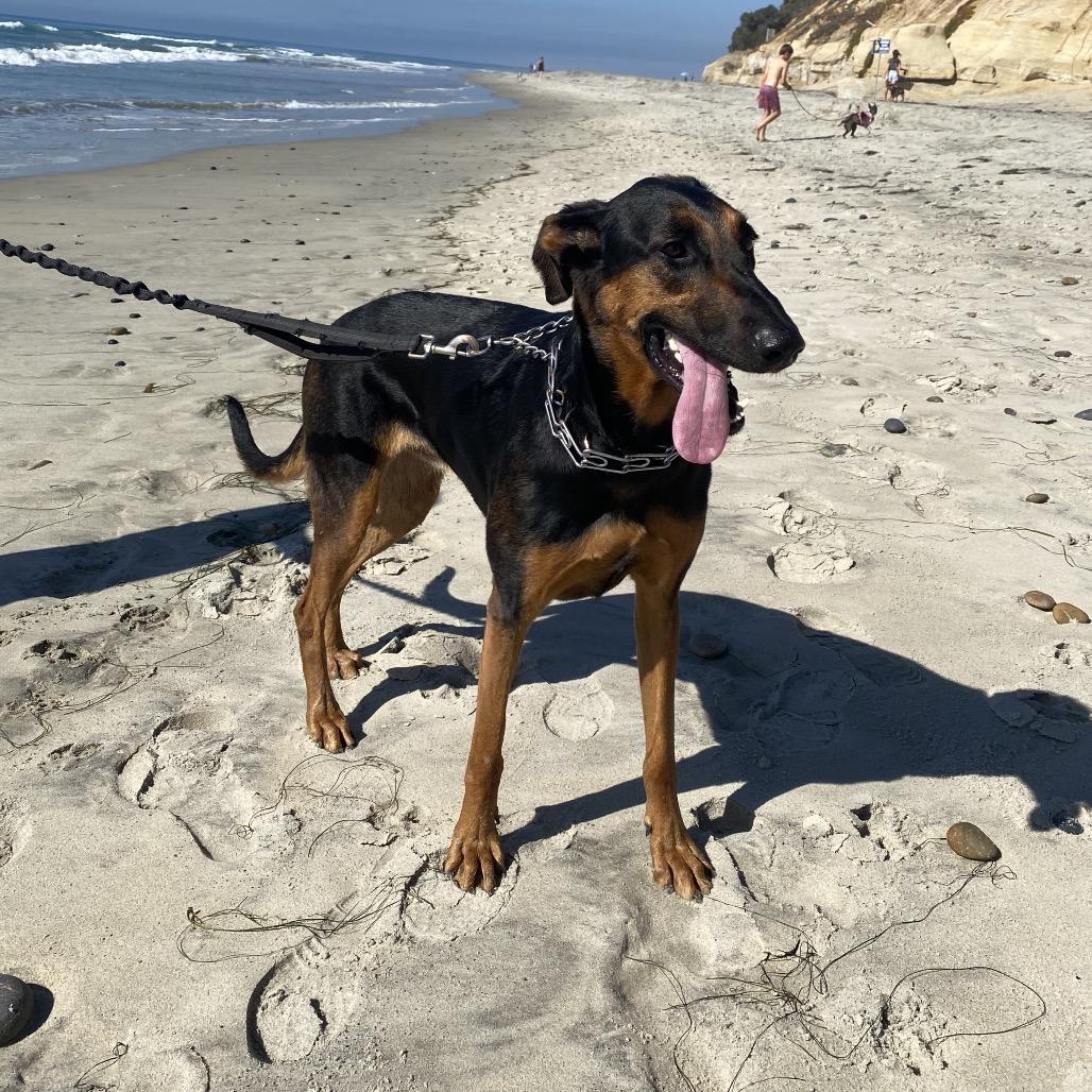 Enlarge Tania, a Adoptable Doberman Pinscher in Escondido, CA image 4/5