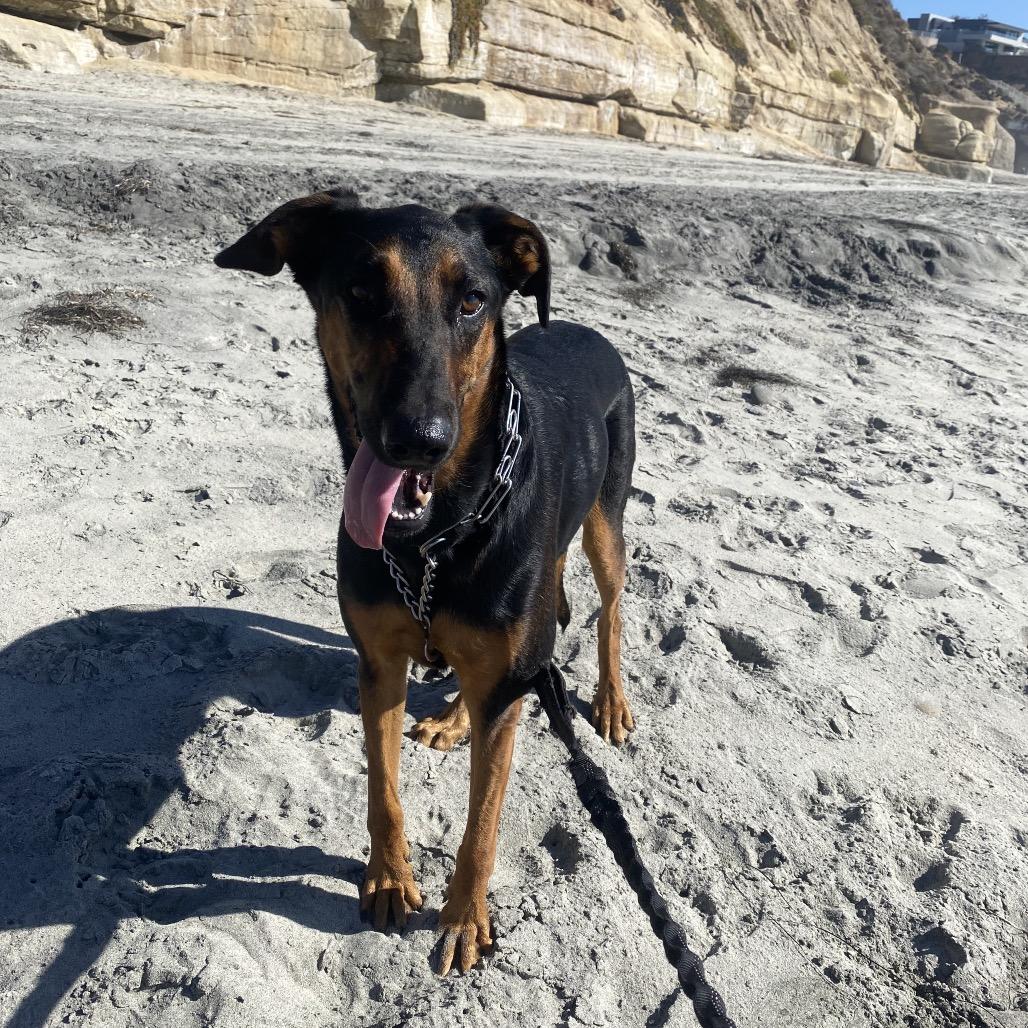 Enlarge Tania, a Adoptable Doberman Pinscher in Escondido, CA image 5/5