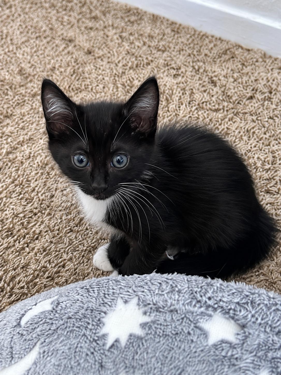 Zion, Adoptable, Kitten Male Domestic Short Hair.