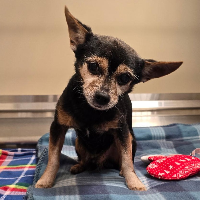 26-2, adopted, Adult Male Chihuahua.