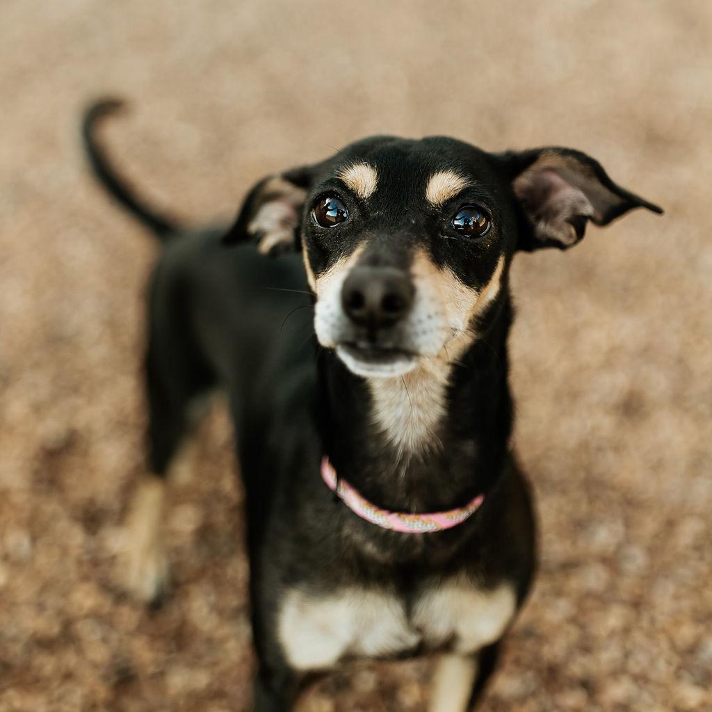 Harriet, Adoptable, Adult Female Chihuahua.