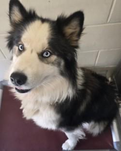 Rex, Adoptable, Adult Male Husky & Mixed Breed.