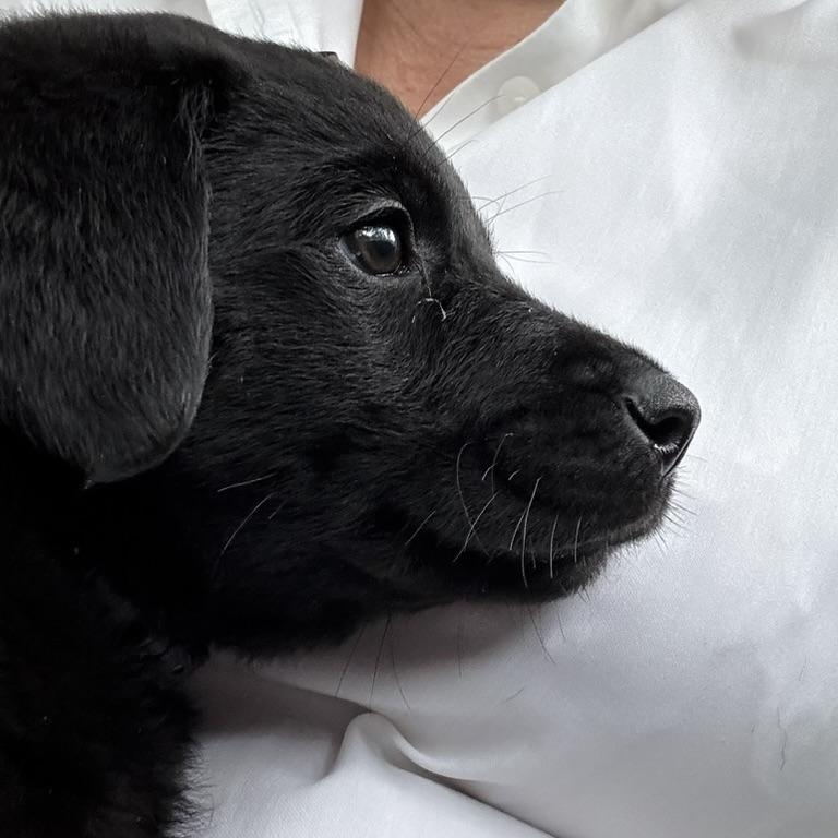 Enlarge Ash, a Adopted Black Labrador Retriever in Beverly Hills, CA image 2/5