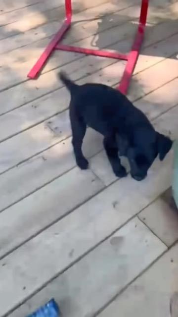 Enlarge Ash, a Adopted Black Labrador Retriever in Beverly Hills, CA image 5/5