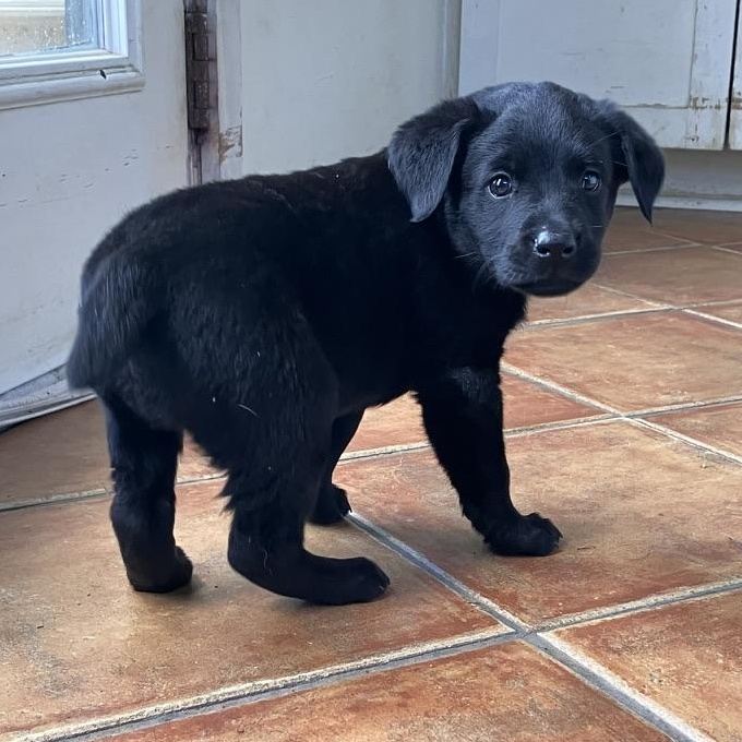 Ash, Adopted, Puppy Male Black Labrador Retriever.