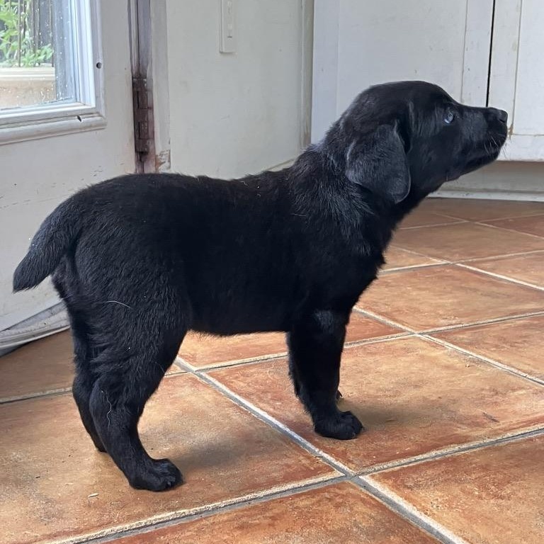 Enlarge Ash, a Adopted Black Labrador Retriever in Beverly Hills, CA image 4/5