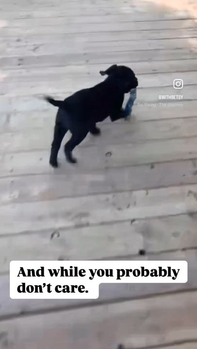 Enlarge Ash, a Adopted Black Labrador Retriever in Beverly Hills, CA video 3/5