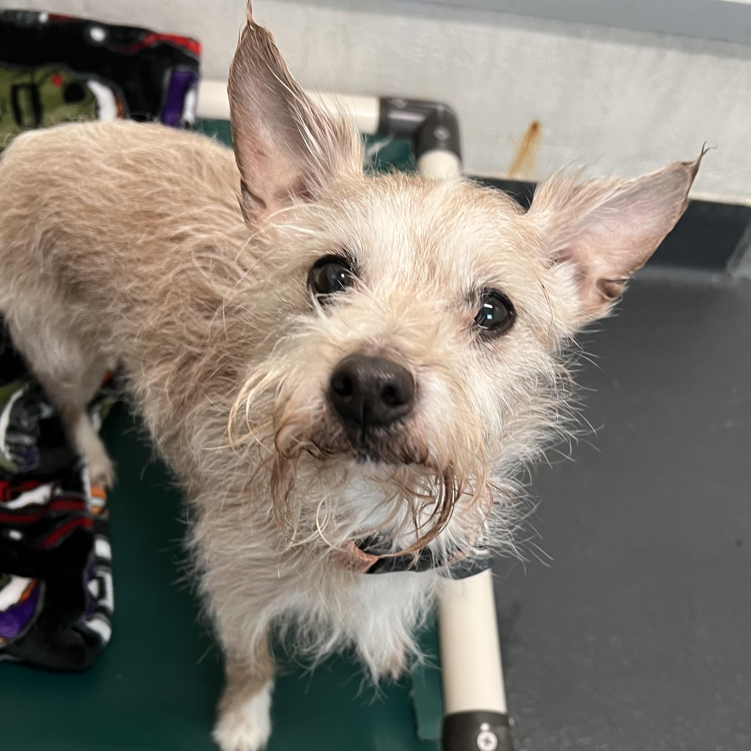 Prince, ADOPTABLE, Senior Male Terrier.