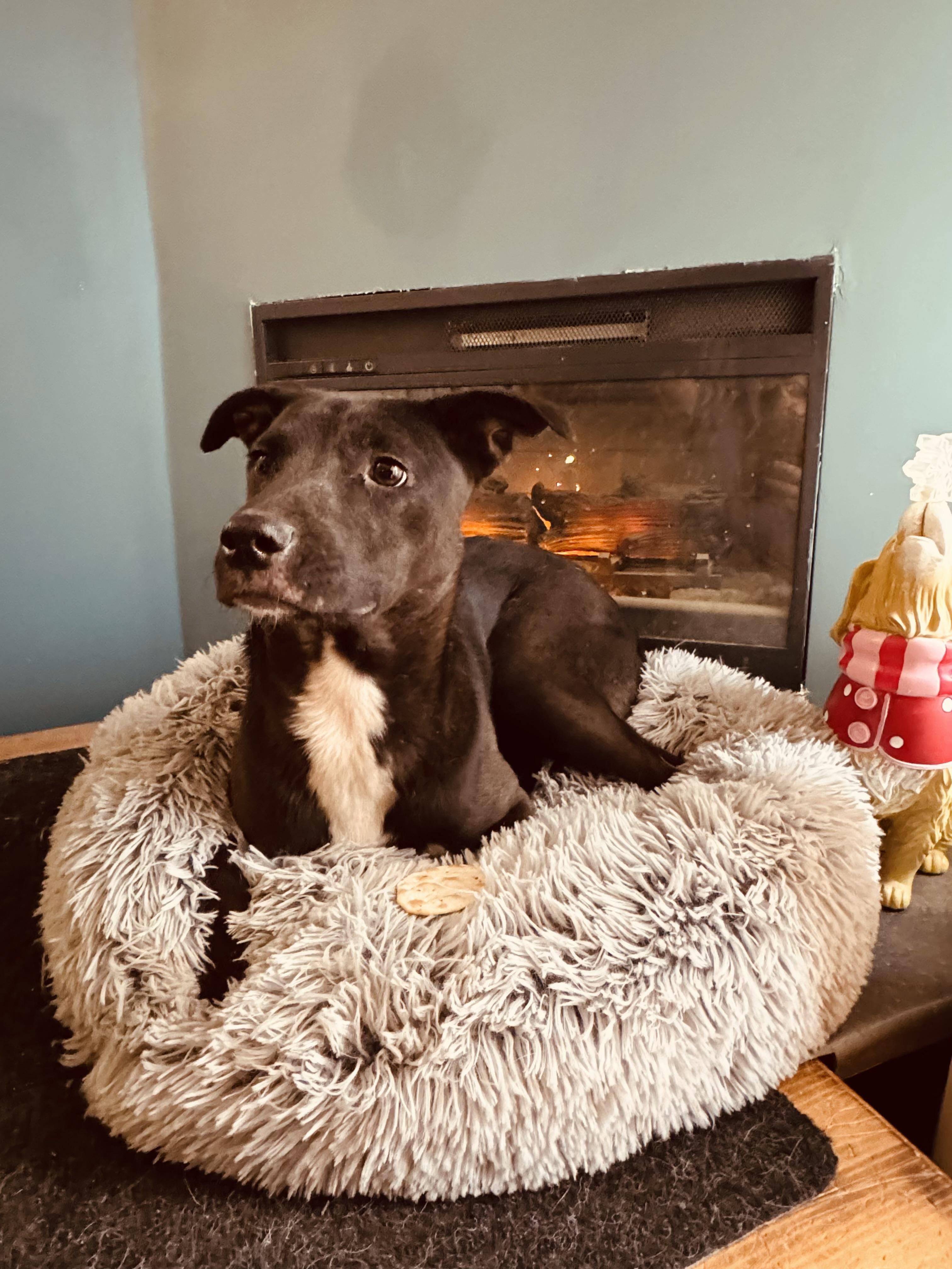 Enlarge Kira, a Adoptable mixed breed in Albany, NY image 1/4