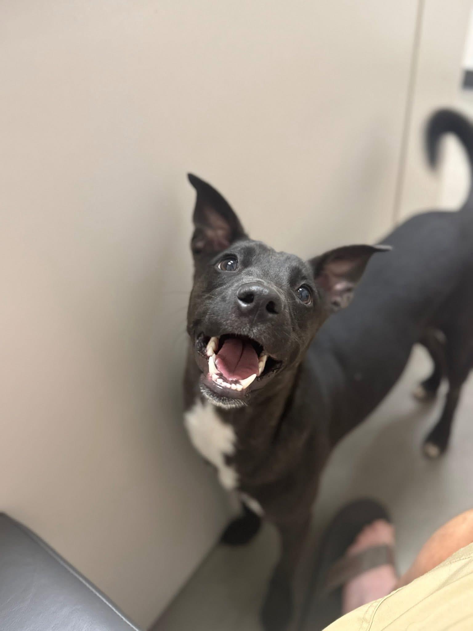 Enlarge Kira, a Adoptable mixed breed in Albany, NY image 3/3