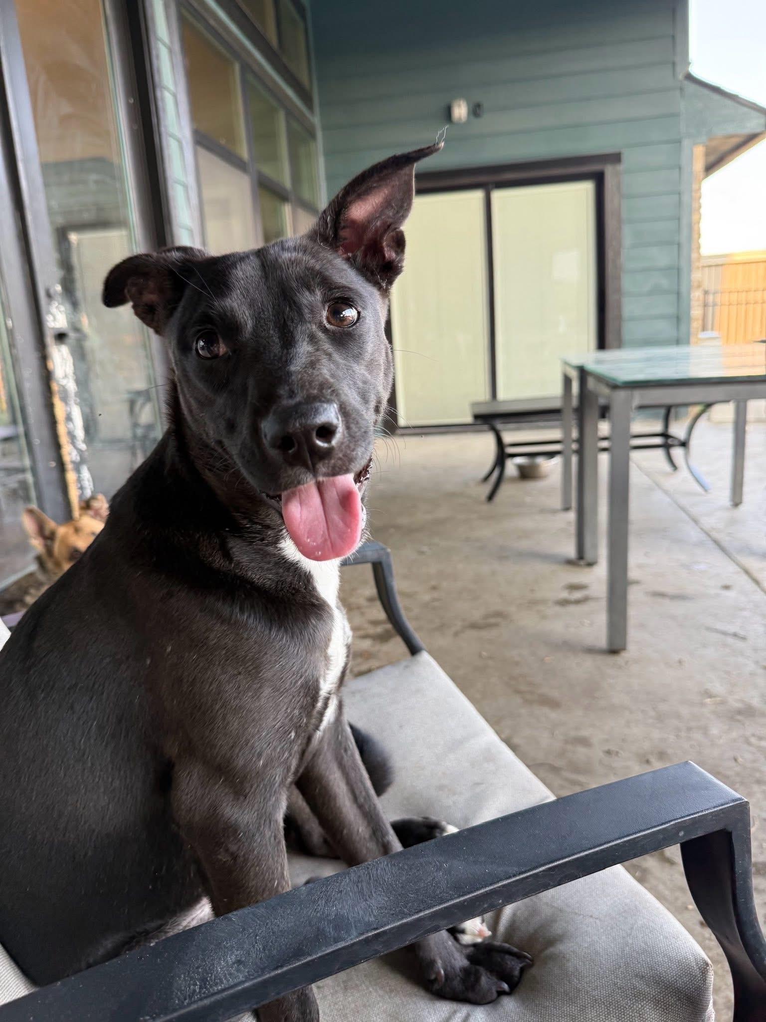 Enlarge Kira, a Adoptable mixed breed in Albany, NY image 1/3