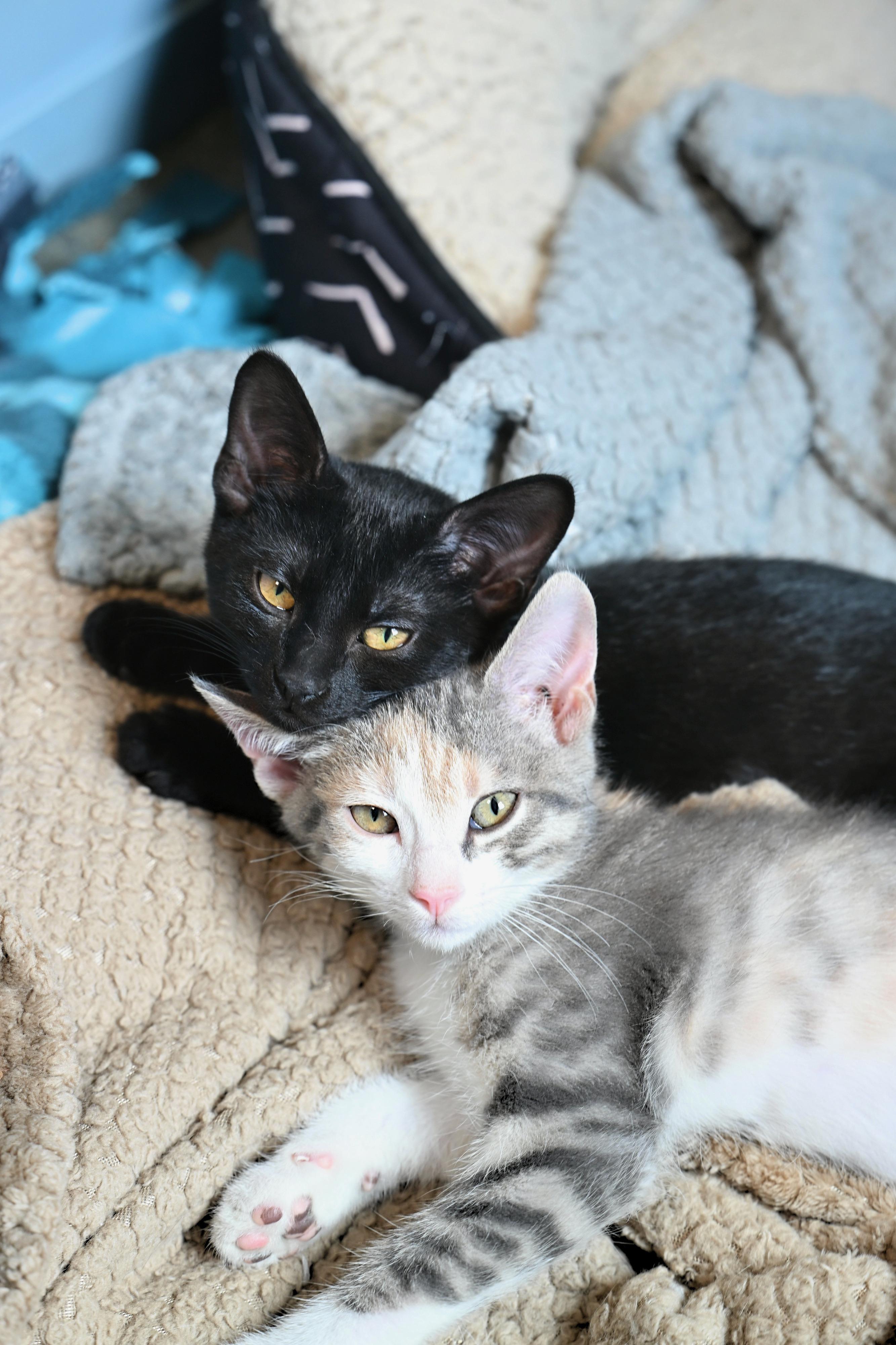 Priscilla & Jude, Baby Male Domestic Short Hair