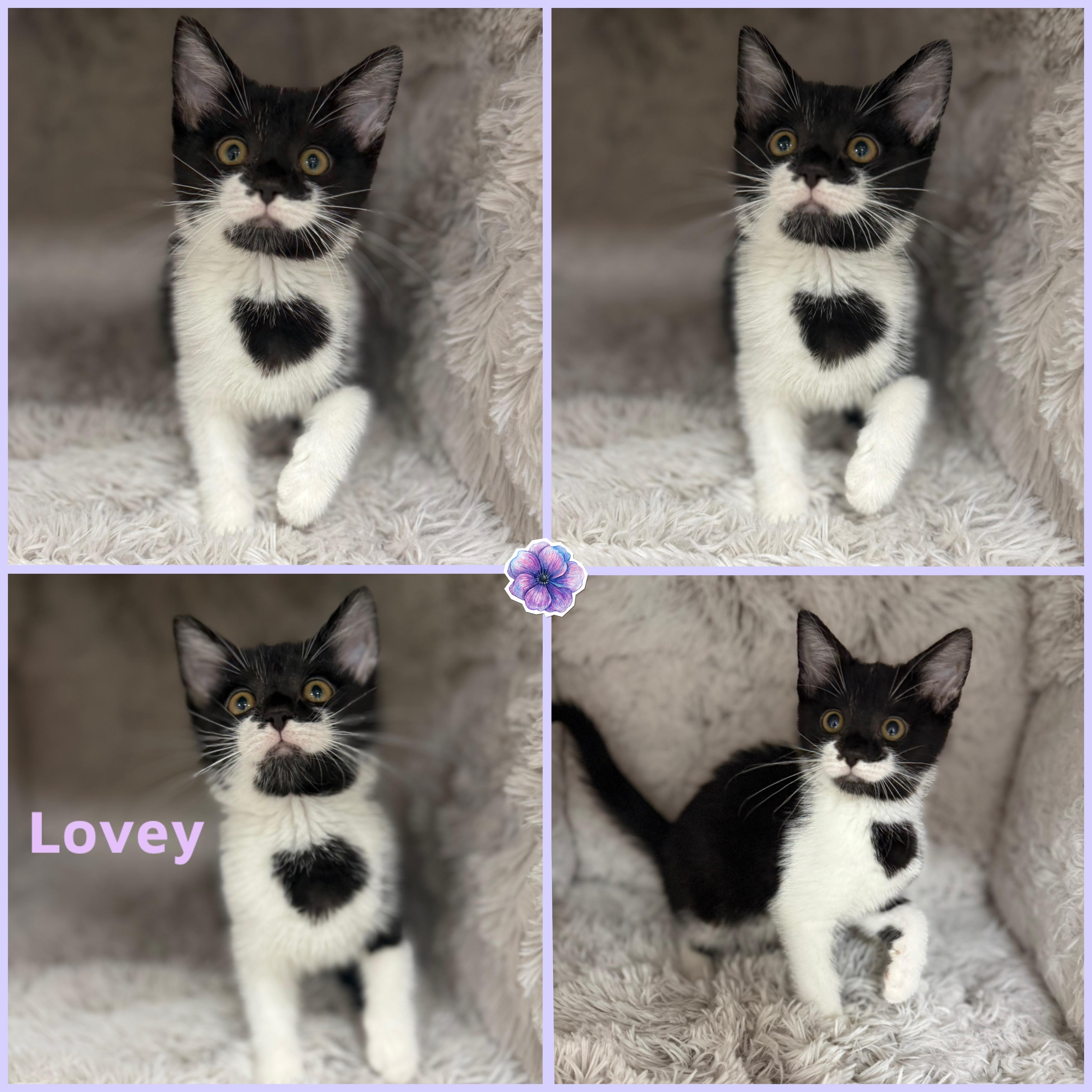 Enlarge Lovey, a ADOPTABLE Domestic Short Hair in Louisville, KY image 1/1