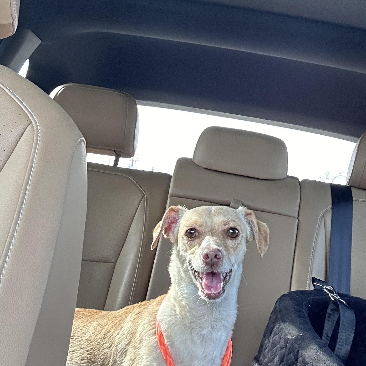 Tawny, adopted, Adult Female Dachshund & Chihuahua.