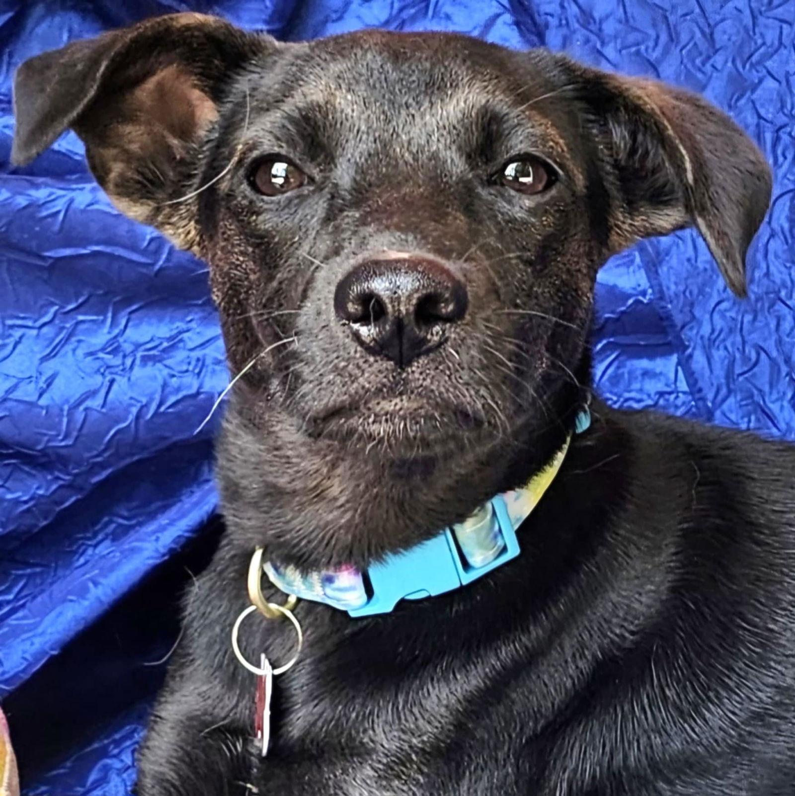 Enlarge Piper Marie, a Adopted mixed breed in Cuba, NY image 1/2