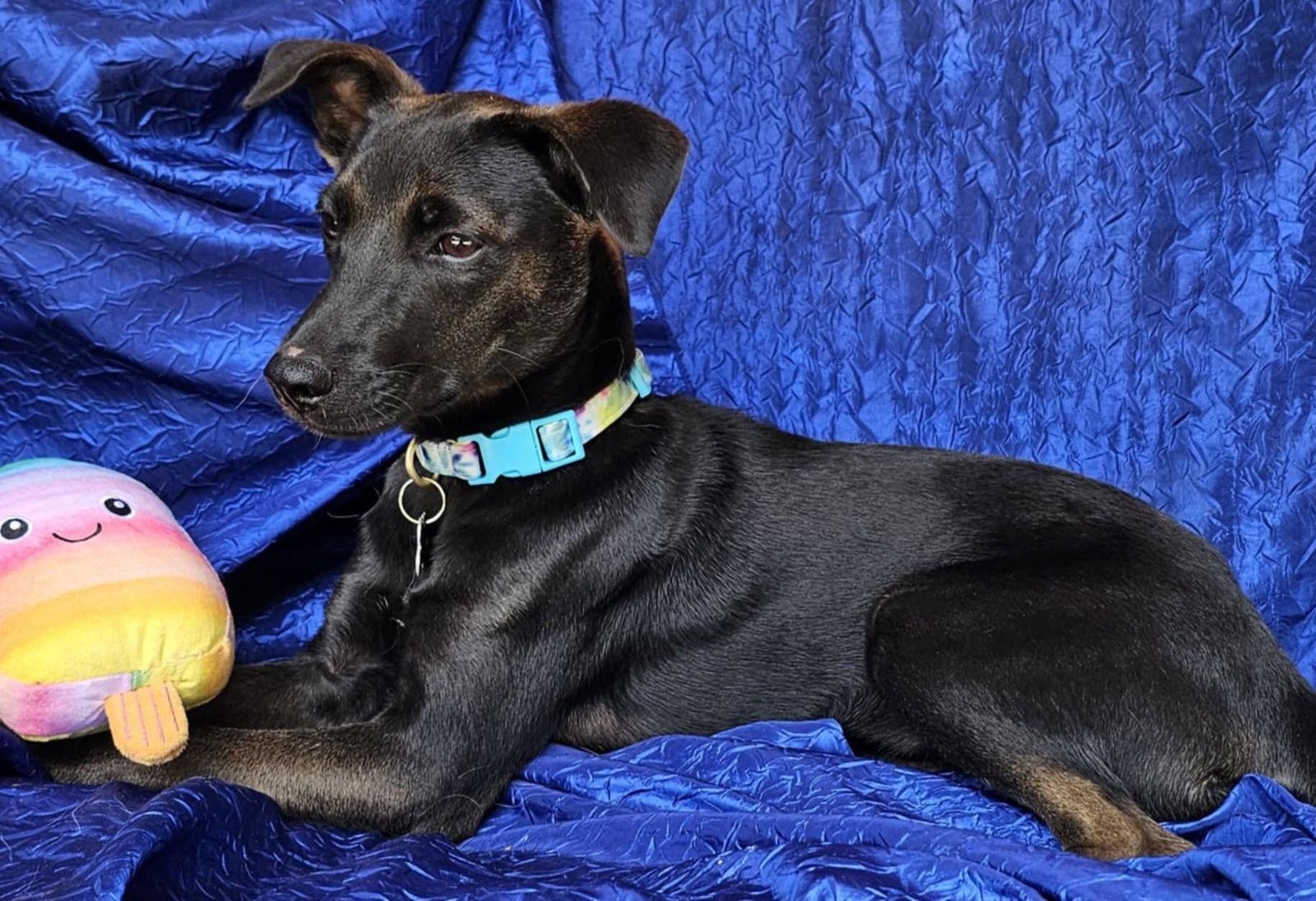 Enlarge Piper Marie, a Adopted mixed breed in Cuba, NY image 2/2