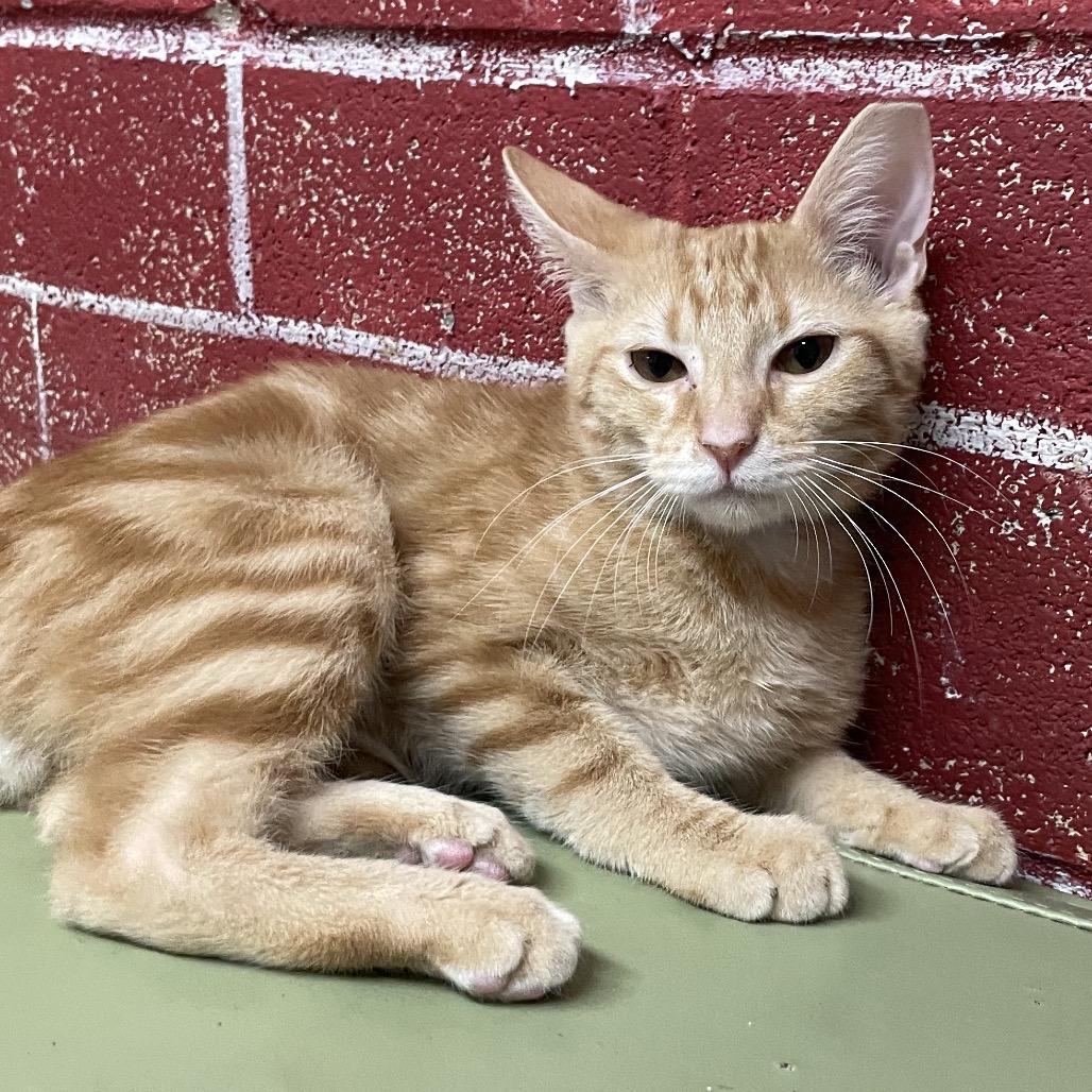 Finn, Adoptable, Kitten Male Domestic Short Hair.