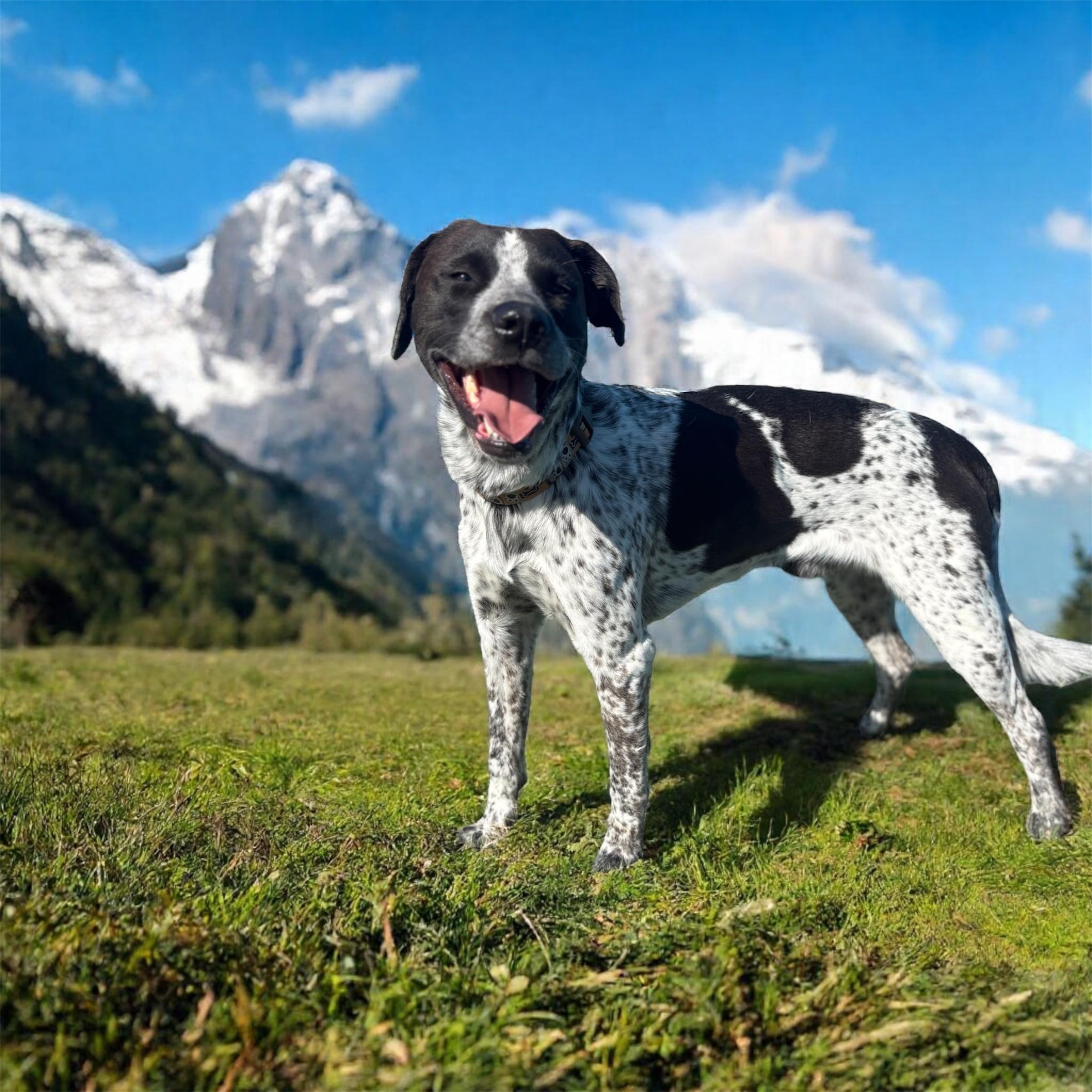 Roscoe, a Adoptable Pointer in Williston, VT image 4/4