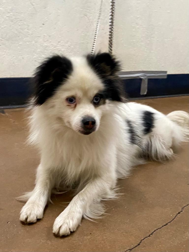 Border Collies for Adoption in Maxwell, California | Petfinder