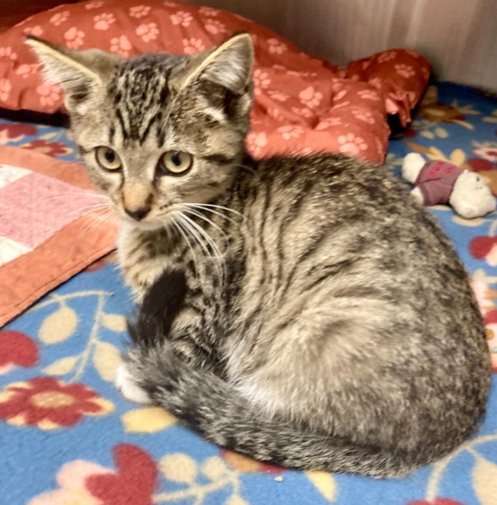 Enlarge Isadora / AC 27202 E, a Adoptable mixed breed in Greeneville, TN image 1/1