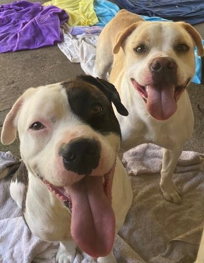 Clive, Adoptable, Adult Male American Staffordshire Terrier & Mixed Breed.